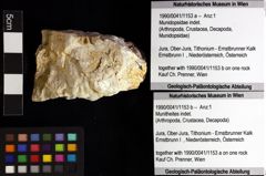 Foto (Objket + Etiketten) von Munidopsidae indet. 